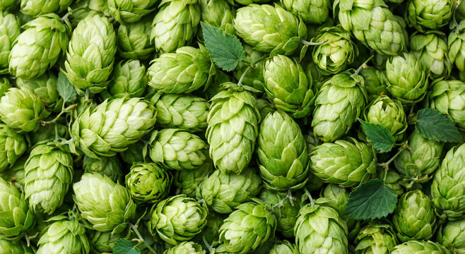 Fresh green hop cones piled together in a large heap, ripe harvest of brewing ingredients. Agriculture, brewing industry, craft beer production, organic farming.
