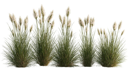 Clump of ornamental fountain grass with fluffy white feathery plumes © Isadora