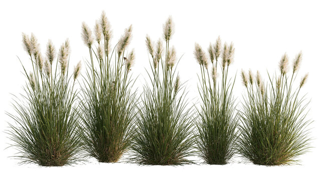 Clump of ornamental fountain grass with fluffy white feathery plumes