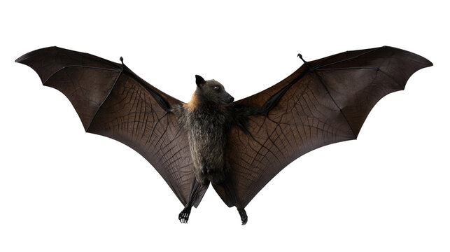 Large flying fox bat with spread wings and dark brown fur