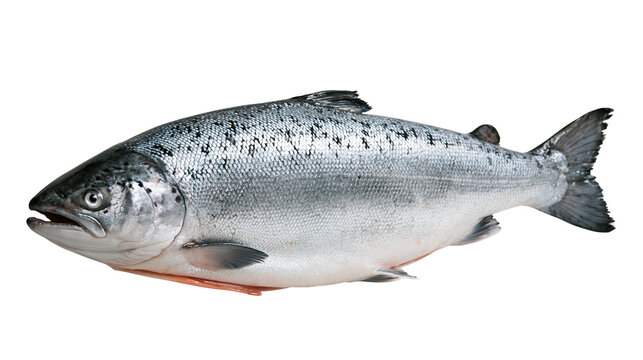 Fresh whole Atlantic salmon fish with silver scales and dark spots