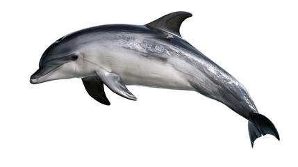 Obraz premium Common bottlenose dolphin swimming with sleek grey skin and dorsal fin