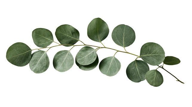 Fresh green eucalyptus branch with round silver dollar leaves