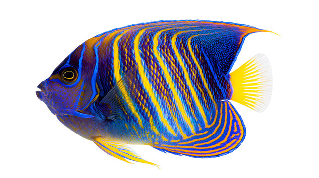 Blue and yellow queen angelfish with vibrant striped patterns