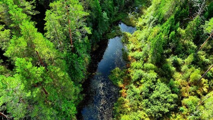 Fototapeta premium Aerial view of a serene forest river surrounded by dense greenery and vibrant foliage