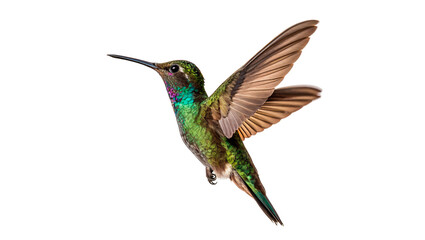 Fototapeta premium Small colorful hummingbird bird flying in flight isolated on transparent background