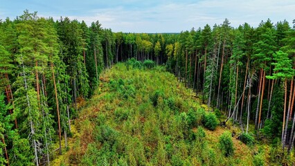 Top-down aerial drone view of forest regeneration border with young saplings and mature taiga © NBLX