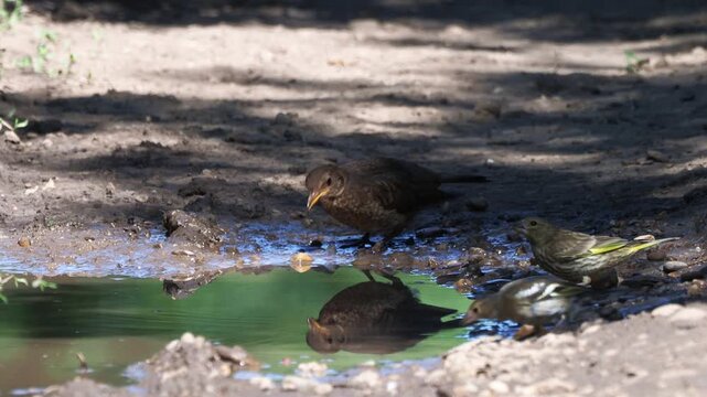Juvenile Common Blackbird, Chaffinches and European Greenfinches drinking from a forest stream in summer