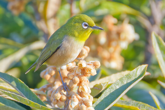 ビワの花に留まるメジロ(Warbling White-eye)