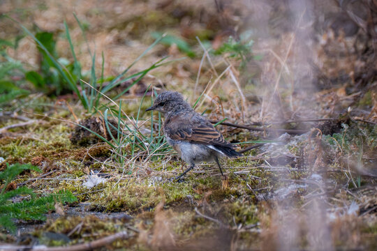 Cute small songbird foraging in moss and green grass