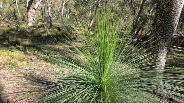 Australian Native Grass Tree Xanthorrhoea in Sunny Bushland