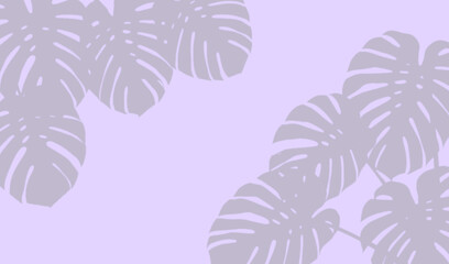 Monstera leaves shadows on a soft purple background © Imran