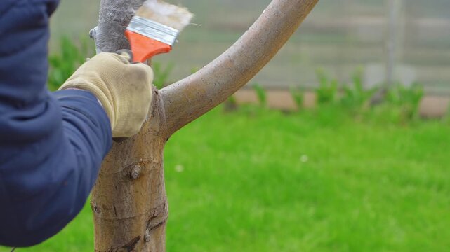 A woman using a brush to whitewash the trunk of a tree in spring. She carefully paints the bark with white lime solution to protect it from pests and sun. 