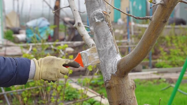 A woman using a brush to whitewash the trunk of a tree in spring. She carefully paints the bark with white lime solution to protect it from pests and sun. 