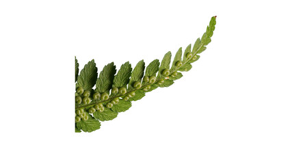 Green Fern Leaf Frond with Spores Underside Isolated on Transparent Background © SpectraFocus