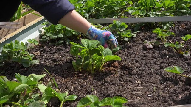 A woman carefully trimming and pruning the leaves on strawberry bushes in a vegetable garden.