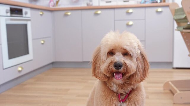 A close-up portrait of a cute curly brown doodle dog at home in a warm, cozy interior.