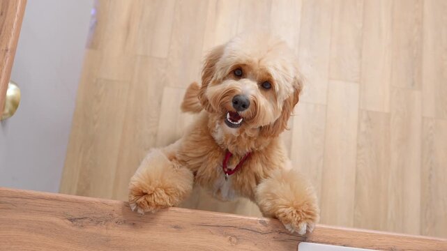 A close-up portrait of a cute curly brown doodle dog at home in a warm, cozy interior.