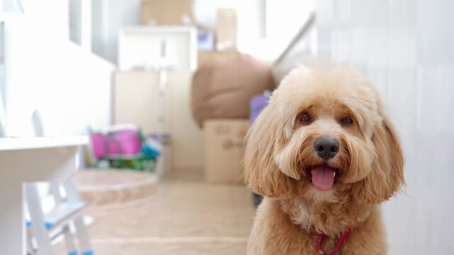 Close-up portrait of a curly brown dog at home in a warm interior