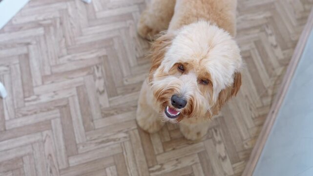 A close-up portrait of a cute curly brown doodle dog at home in a warm, cozy interior.