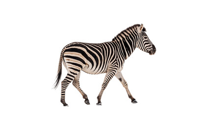 Wild zebra animal walking sideways safari wildlife isolated on transparent background © Rhea