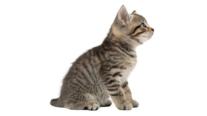 Fototapeta premium Cute small grey fluffy tabby kitten sitting isolated on transparent background