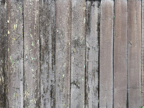 Weathered vertical wooden planks with peeling gray paint and green undercoat, showing rough grain, knots, cracks, and aged texture under soft diffused daylight for rustic wall background