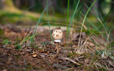 Parasol in einem Wald © Fabian Ibelherr