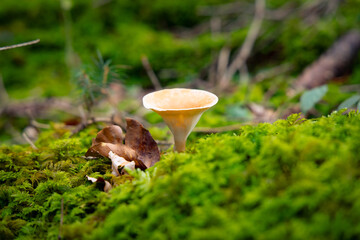 Trichterling in einem Wald © Fabian Ibelherr