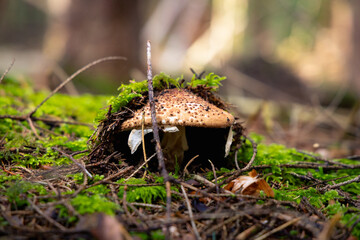 Parasol in einem Wald © Fabian Ibelherr