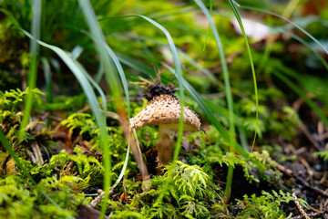 Parasol in einem Wald © Fabian Ibelherr