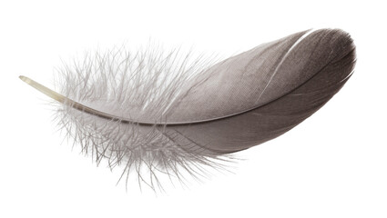 Delicate grey bird feather with soft downy barbs, isolated on transparent background © Benjamin