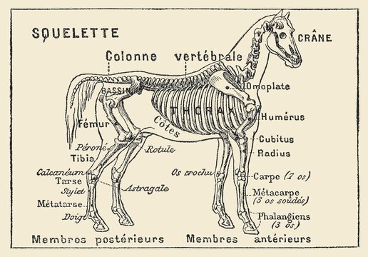 Horse skeleton, anatomical illustration labeled in French showing bones such as skull, spine and limbs, old vintage illustration, 1897