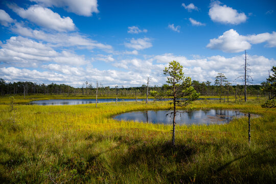 Scenic View of Peat Bog Lake with Pine Trees and Blue Sky in Summer Nature Reserve