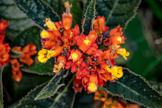 Yellow Sabrina flower or known as Episcia cupreata, bright orange-yellow tube-shaped with hairy tips and green veined leaves, displays tropical botanical beauty and lively natural contrast.