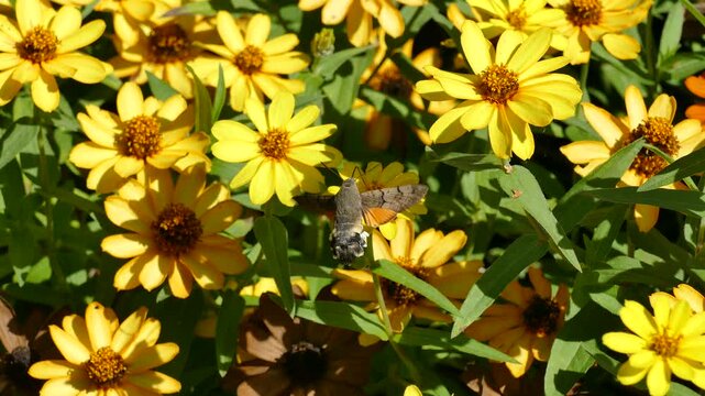Hummingbird hawk-moth (Macroglossum stellatarum) in flight above yellow flowers in Zurich, Switzerland