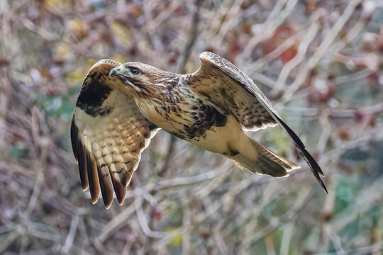 冬の森を飛翔するノスリ(Eastern Buzzard)