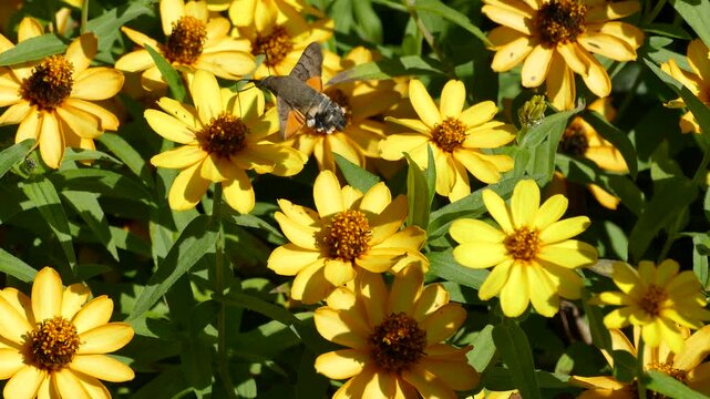 Hummingbird hawk-moth (Macroglossum stellatarum) in flight above yellow flowers in Zurich, Switzerland