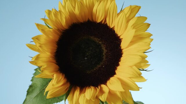 Sunflower bloom turns softly, showing rich yellow petals, dark center, and green leaf under open blue sky. Ideal background for agriculture, farming, organic crop, and summer harvest concepts.