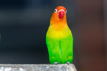 Obraz premium Vibrant green and orange parrot perches on wooden surface
