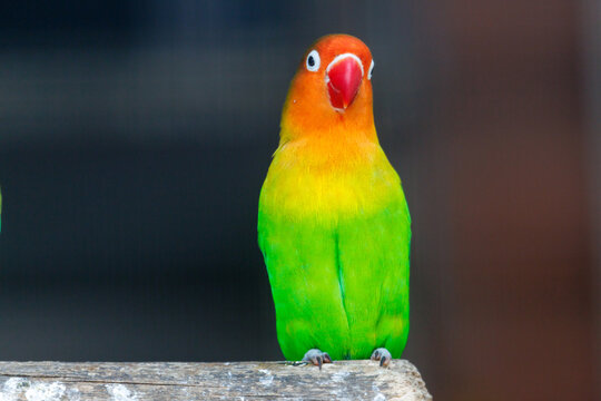 Vibrant green and orange parrot perches on wooden surface