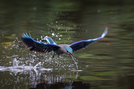 Indochinese Roller bursts from dark water, wings wide to reveal brilliant purple-blue and turquoise feathers, dramatic spray of crisp white droplets explodes behind it as its beak skims the surface