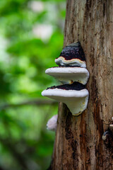 Layered shelf fungus mushroom growing on a tree trunk in a green forest © Janica