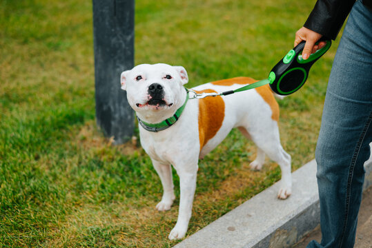 A dog with white and brown fur stands on grass near a pathway. The dog is on a leash held by a person wearing blue jeans and a black jacket