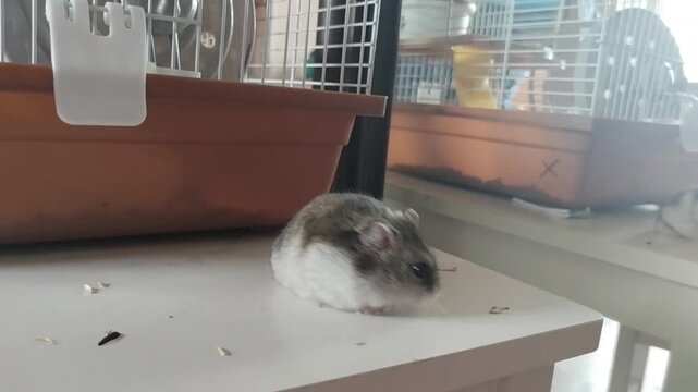 A hamster is near the cage, a hamster is walking around.