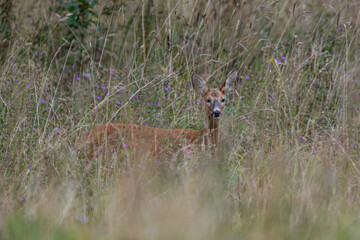 Young roe deer camouflaged in tall grass and meadow flowers © Janica
