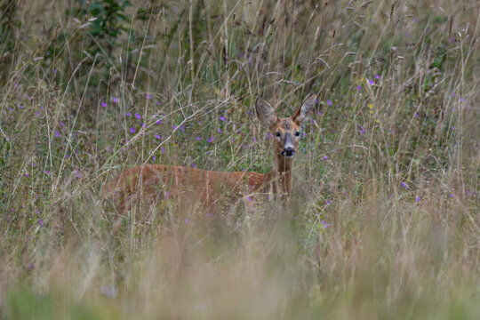 Young roe deer camouflaged in tall grass and meadow flowers