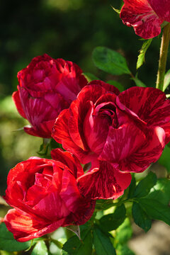 Red striped roses blooming in garden sunlight