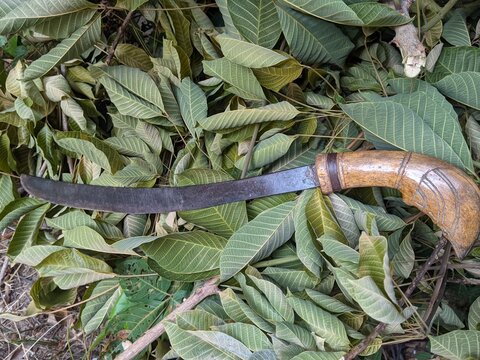 BANJARMASIN, INDONESIA - SEPTEMBER 22 2026: Traditional Banjar machete, locally known as Parang Nabur or Parang Bungkul, featuring a uniquely carved wooden handle. A highly prized traditional edge too
