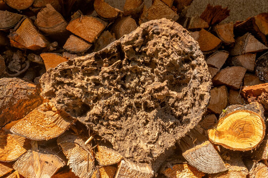 Exposed nest galleries and chambers of Camponotus vagus ants inside a decayed tree stump